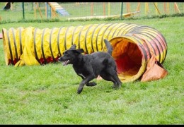 Tunnelers Allows This Dog Agility Team to Compete Again