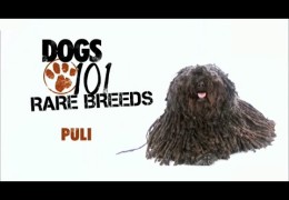 What is a Puli Dog and are They Right for Dog Agility