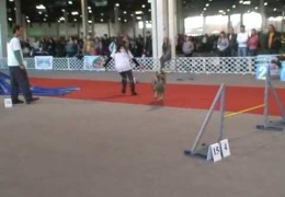 These Rough Collies Love Dog Agility