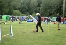 Sandie is One of the Best Dog Agility Chihuahuas