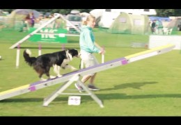 YKC Summer Camp Offers Dog Agility Training