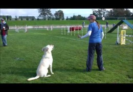 Rice is One FAST Labrador in Dog Agility