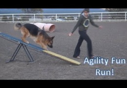 Agility Fun Runs are Tops for Getting Ready for Competition