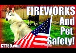 How to Help Your Dog Through Fireworks and Thunder