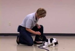 Training a Puppy to Sit Using Positive Reinforcement