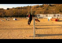 Amazing Dog Agility Blind, Rear and Front Crosses