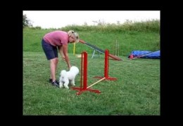 Super Easy Guide on Teaching Your Agility Dog Turns