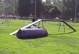 This Shih Tzu Excels in Dog Agility