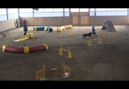 Here is One Talented Hovawart in Dog Agility