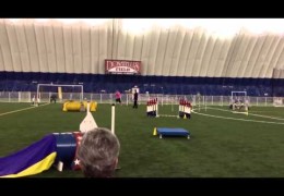 Bichon Frise Toy Poodle Cross Loves Dog Agility