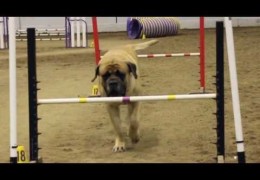 Mastiff and Dog Agility? Yes, They Can