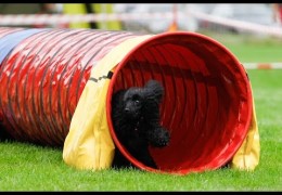 Wow Does This Poodle Fly in Dog Agility