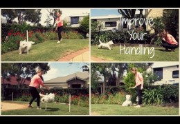 4 Easy Ways to Improve Your Dog Agility Handling