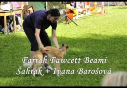These Dog Agility Long Haired Whippets are a Blast to Watch