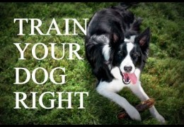 Be a Better Trainer by Learning How Your Agility Dog Learns