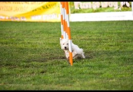 Bobby the Dog Agility Westie Lays Down the Gauntlet