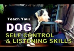 5 Exercises to Teach Your Agility Dog Self Control