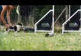 Dog Agility Jump Grids for Puppies