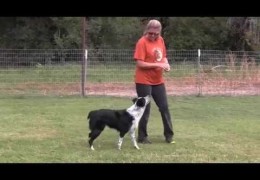 Great Warm-up Routine for Your Agility Dog