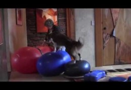 Using Balance Discs to Strengthen Your Agility Dog