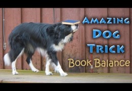 Can Your Agility Dog Balance a Book and Walk
