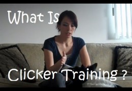 Why is Clicker and PRT Training Great for Dog Agility?