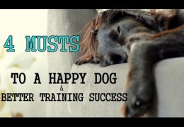 4 Must Haves Before Starting Dog Agility Training