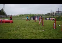 Choco Makes a Great Dog Agility Debut