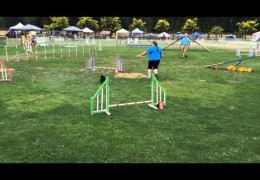 Winning will be this Pug’s Future in Dog Agility