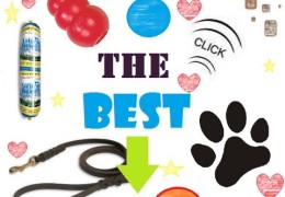 Super Tips on Toys, Treats & Equipment for Your Agility Dog