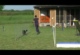 Anéou the Pyrenean Shepherd With No Fear in Dog Agility pt 2
