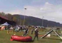 Anéou the Pyrenean Shepherd With No Fear in Dog Agility pt 3