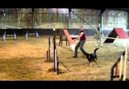 Dog Agility at the 2011 Rugby Christmas Show