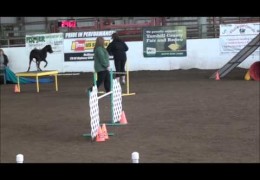 Wow! This Great Dane Flies Around the Dog Agility Course