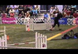 Great Dane Flies Through These Dog Agility Courses
