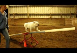 This English Bulldog is Unstoppable in Dog Agility