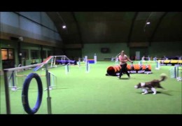 SloMo Lead Leg Change in Dog Agility Dog
