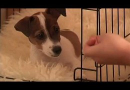 Starting your Agility Puppy on Crate Training