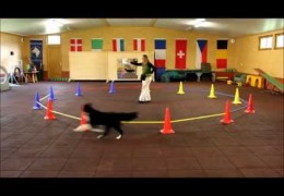 Lunging Your Agility Dog Has Great Advantages