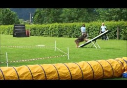 Dog Lunging and Dog Agility Together