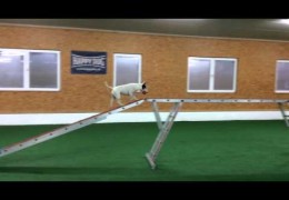 Self Taught Dog Agility Running Contact