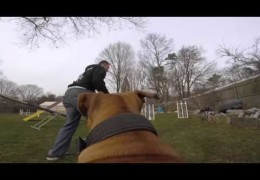 Dog Agility “Go Pro” Style with the Amazing Rocky