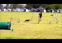 Manchester Terrier, Trixie, is Brilliant in Dog Agility