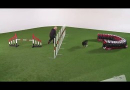 What is the Tandem Turn in Dog Agility