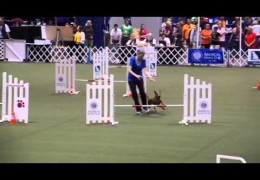 This Irish Terrier owns the 2015 AKC Agility Invitational