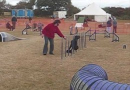 Guinness is a Super Dog Agility Poodle