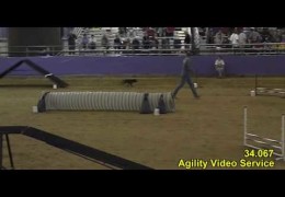 Staffordshire Bull Terrier Crushes Dog Agility Nationals