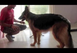 Tab and Luna Show How to Teach Your Dog Fetch