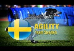 Team Sweden 2015 FCI World Dog Agility Championships