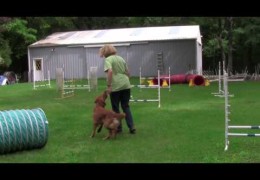 Reverse Spins in Dog Agility Demonstrated